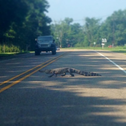 Why Did The Alligator Cross The Rode?